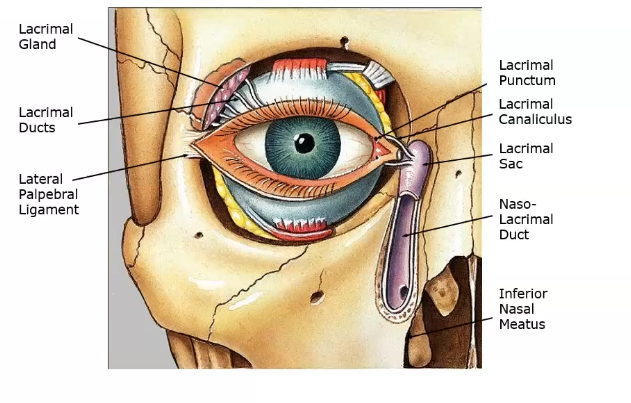 <p>tears produced supero tenporally through lacrimal ductsonto ocular surface&nbsp;</p><p>the drained via canaliculi&nbsp;</p><p>then entes punctum</p><p>goes then lacrimal sac and through naso lacrimal duct and into the nose&nbsp;</p><p>lacrimal duct- goes from lacrimal gland to eye&nbsp;</p><p>nasolacrimal duct- goes from eyeto the nose</p>