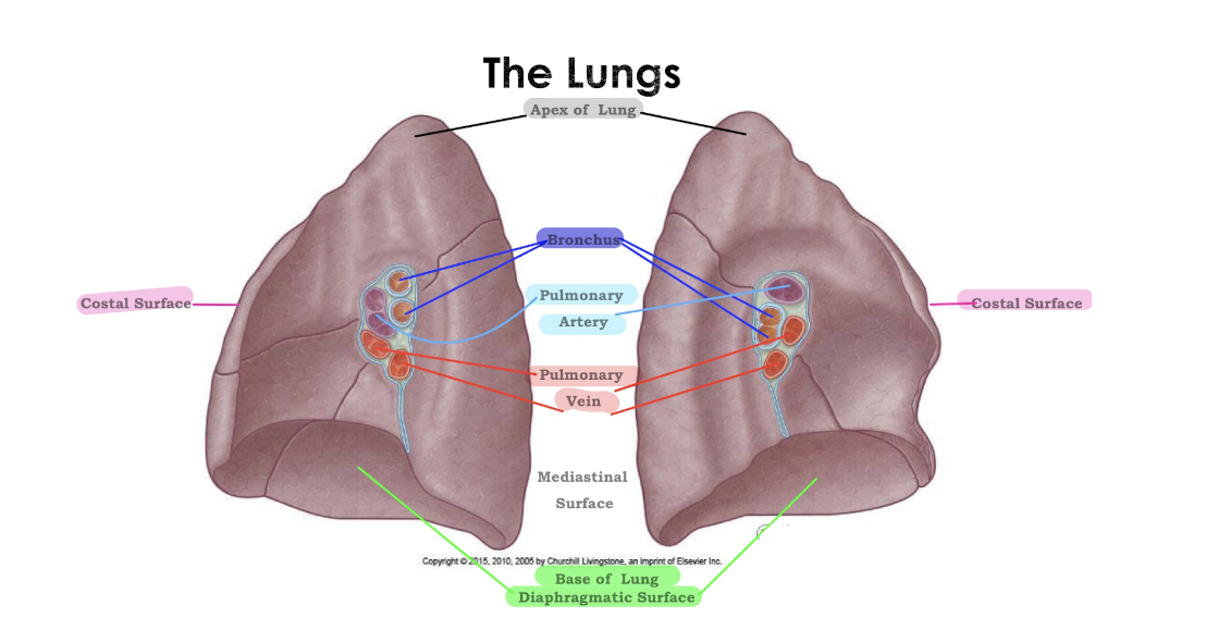 <p>The Lungs</p>