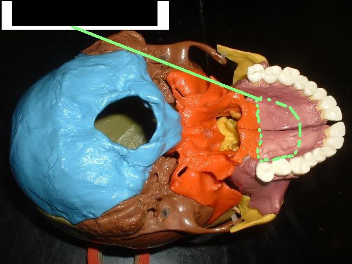<p> the front of the roof of the mouth</p>