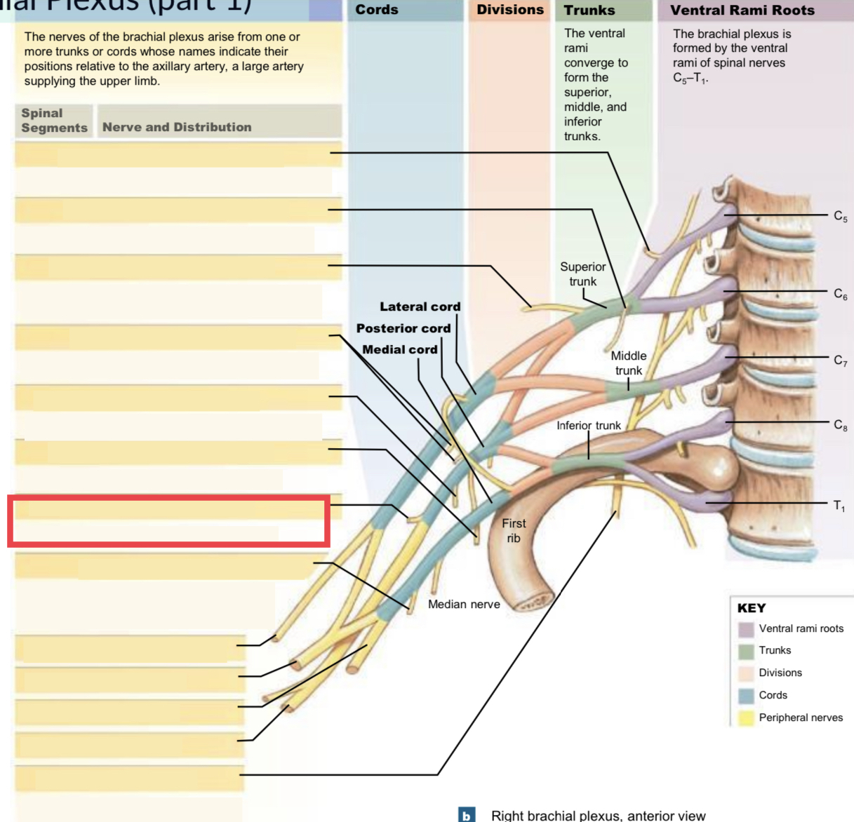 systemic nerve of the arm that arises from the brachial plexus