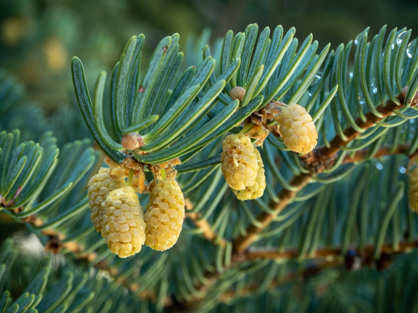 <p>white fir (extra credit)</p>