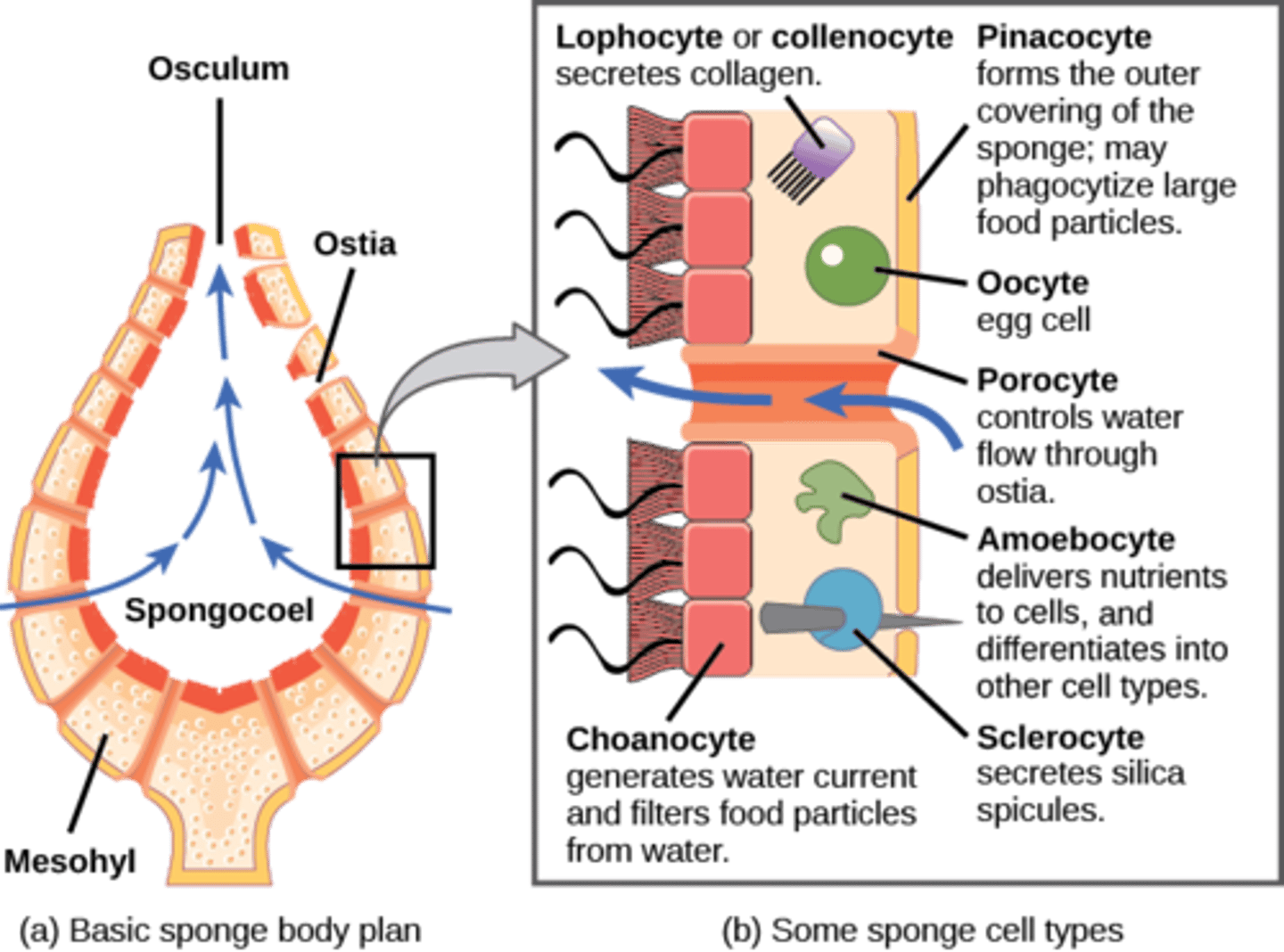 <p>choanocytes</p>