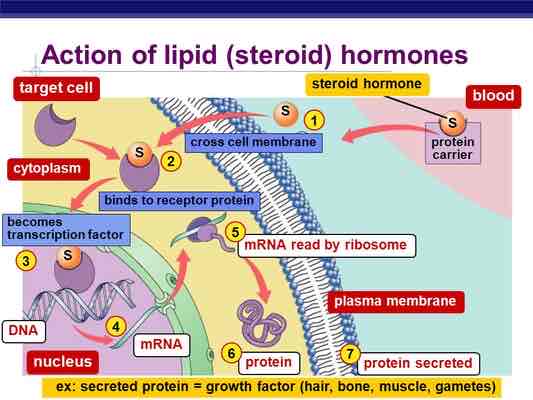 <p>Type of lipid comprised of four fused hydrocarbon acids to the site of protein synthesis on the ribosome</p>