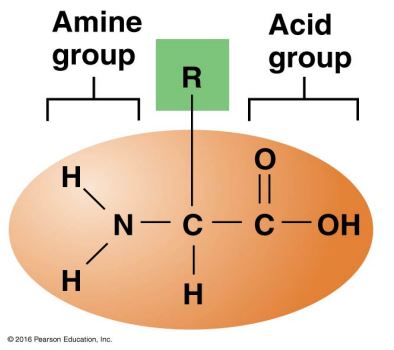 <p>Contains amine group, acid group, and R-group.</p><p>R-group is what differentiates amino acids.</p>