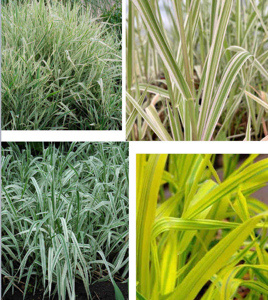 <p><span>Phalaris arundinaceae var. picta</span></p><p><span>Ribbon Grass</span></p>