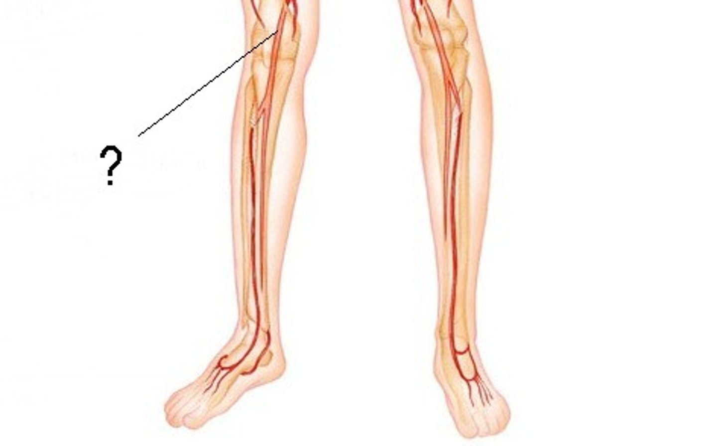 <p>Back of Knee</p>