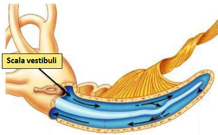 <p><span>1. Waves in the cochlear fluid travel along the Scala vestibule.</span><br><span>2. At a given point waves penetrate vestibular membrane and enter the scala media.</span><br><span>3. Waves pass through the basilar membrane, causing it to vibrate </span></p>