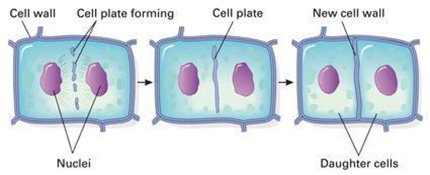 <p>Formation in plant cells during cytokinesis.</p>