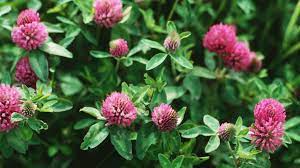 <p>Red Clover</p>