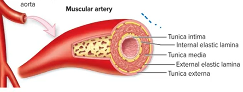 <p>-branch from the elastic arteries</p><p>-medium sized</p><p><u>-better vasoconstriction &amp; dilation ability</u></p><p>-examples: brachial art., coronary arts.</p><p>-elastic tissue is confined to 2 layers:</p><p>→<strong> internal elastic lamina</strong> - btwn tunica intima and media</p><p>→ <strong>external elastic lamina</strong> - btwn tunica media and externa</p>
