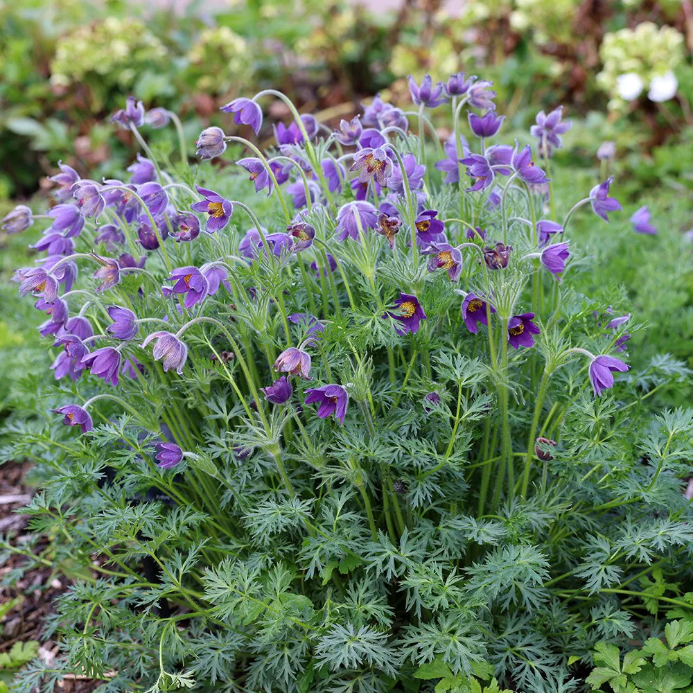 <p>Pasqueflower - <em>Pulsatilla vulgaris</em></p>