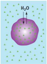 <p>solutions inside and outside are equimolar; equal movement in and out</p>