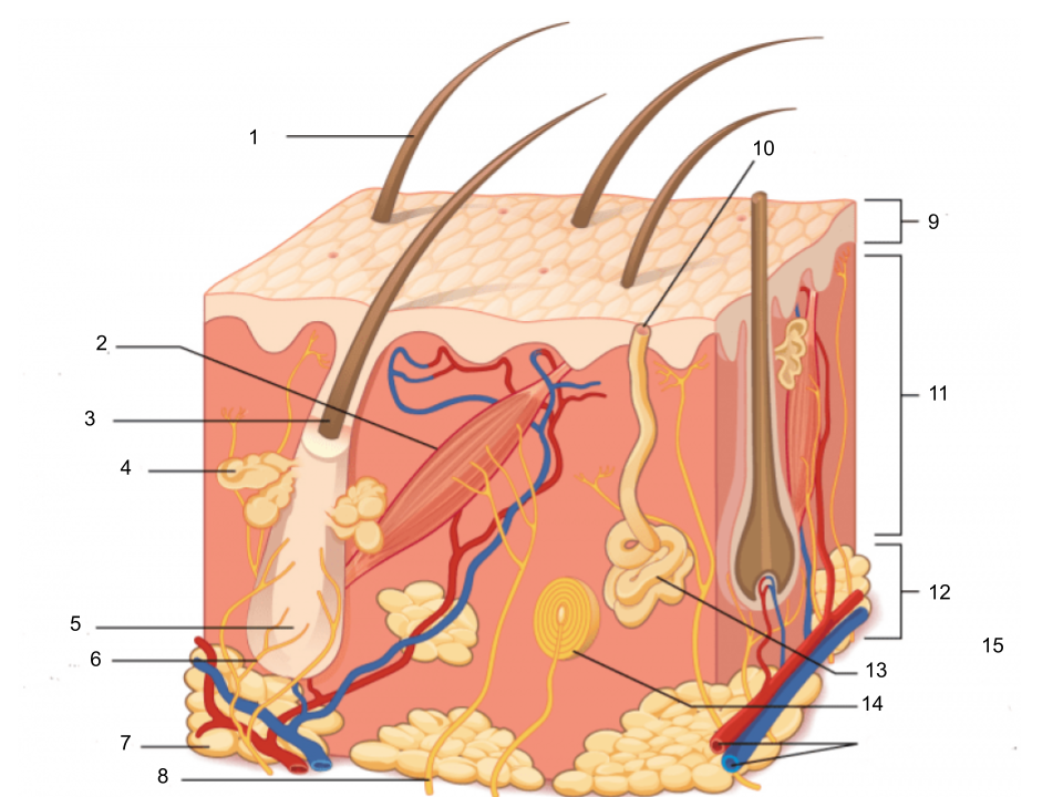 <p>Adipose Tissue</p>