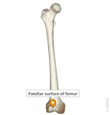 <p>where the patella goes</p>
