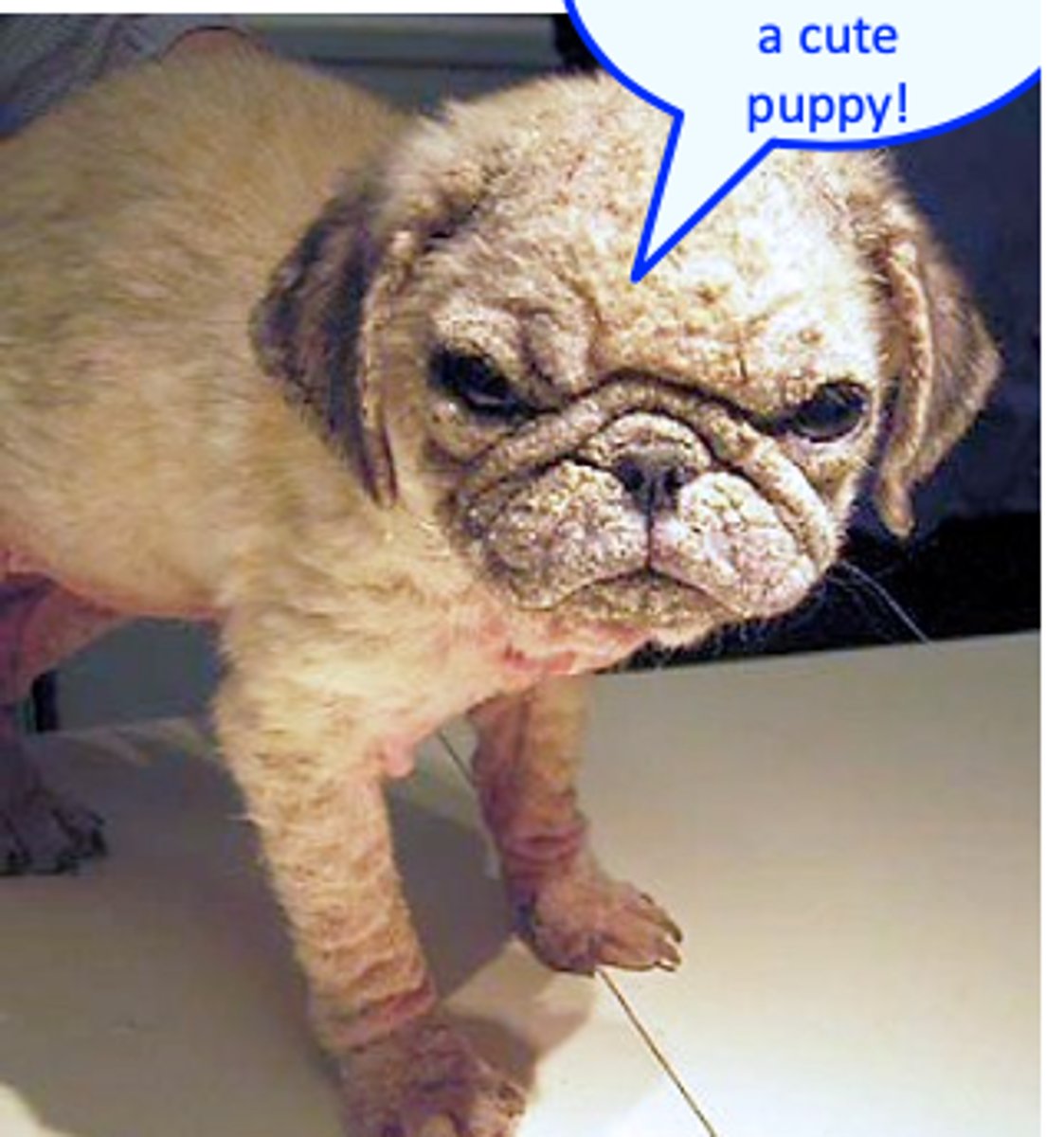 <p>Need to identify/treat the underlying conditions;</p><p>Treatments used to be expensive and long =&gt; owner compliance;</p><p>The success rate used to be lower in dogs with adult-onset demodicosis than in dogs with juvenile-onset demodicosis;</p><p>Treatment failures used to occur:</p><p>Side effects of some drugs/therapeutical schemes;</p><p>Relapses used to occur anytime (3 years) after cure.</p>