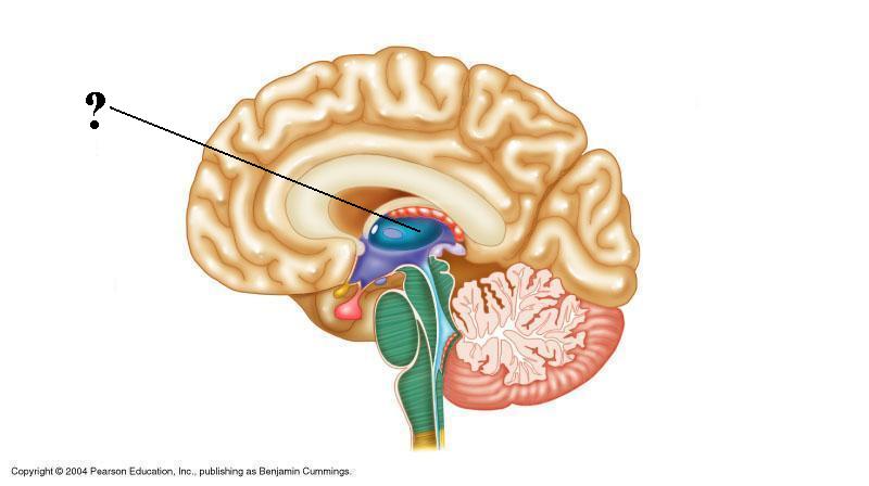 <p><span><span>Identify the indicated structure of the brain</span></span></p>