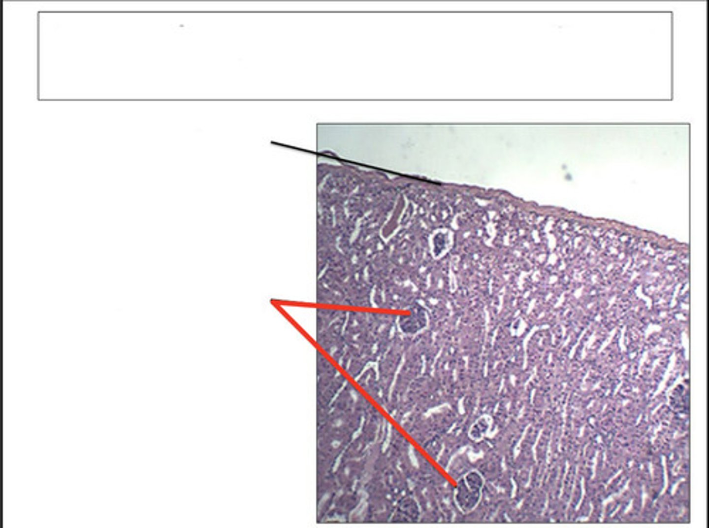 <p>identify this structure and organ</p>