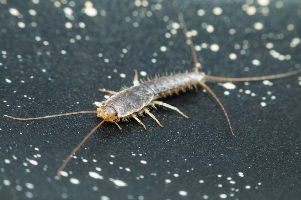 <p>silverfish</p>