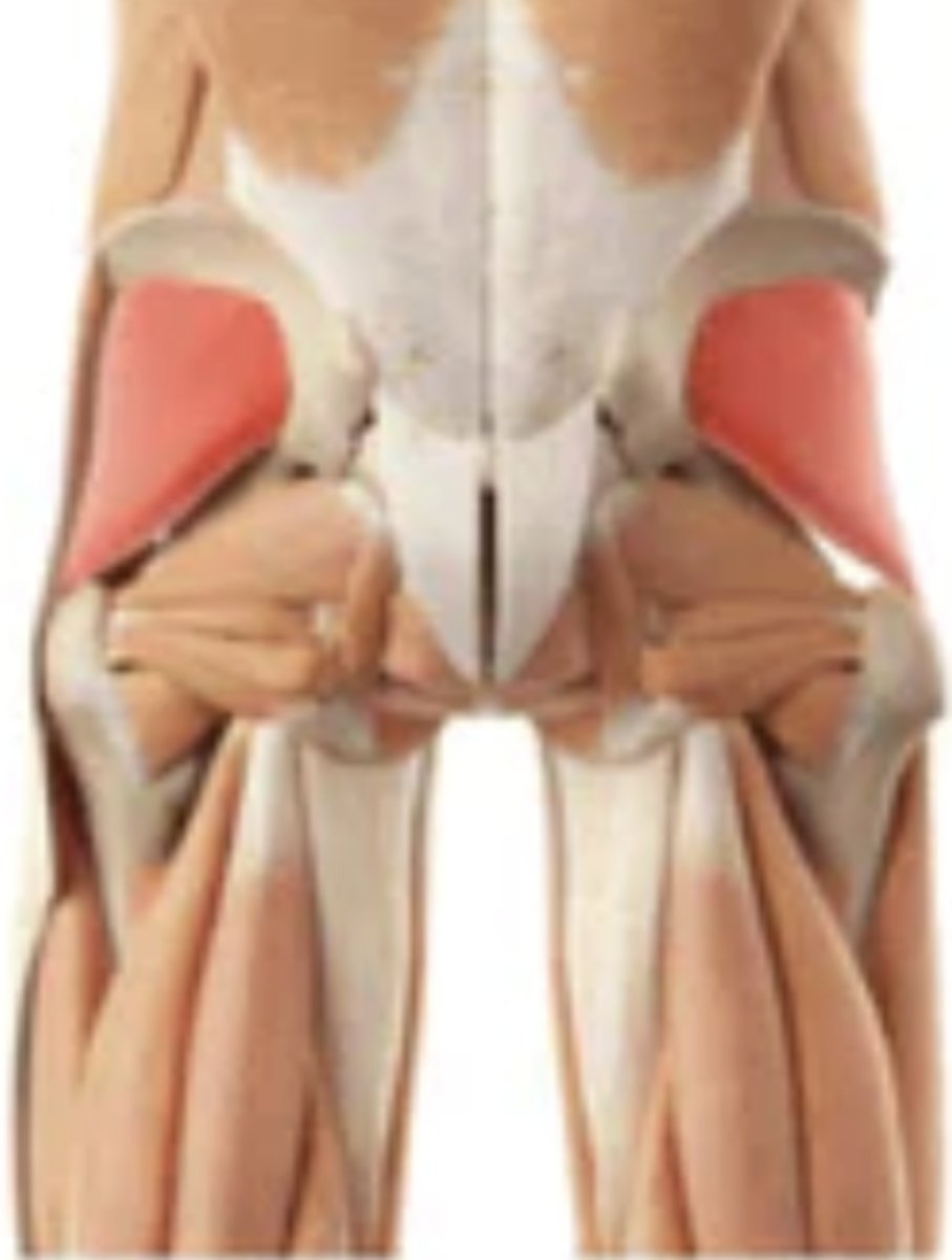 <p>abduction and medial rotation of hip</p>