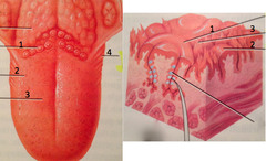 Bumps on the tongue that contain taste buds, the receptors for taste.