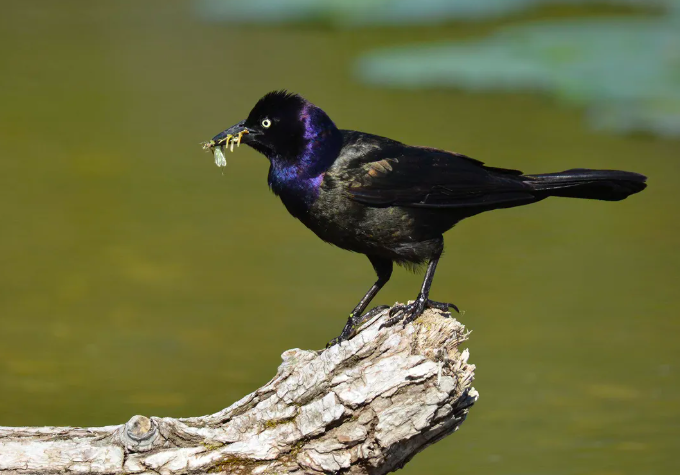 <p>Common Grackle</p>