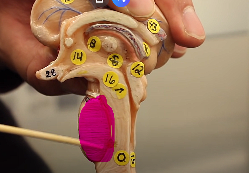 <p>brainstem organization pg.~458</p><p>what is this structure of the midbrain</p>