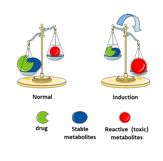 <ul><li><p><span><span>cytochrome P450 enzyme</span></span></p></li><li><p><span><span> responsible for the formation of the reactive (toxic) metabolite of</span></span></p></li><li><p><span><span> paracetamol ,</span></span></p></li><li><p><span><span> N-acetyl-</span></span><em>p</em><span><span>-benzoquinone imine</span></span></p></li></ul><p></p>
