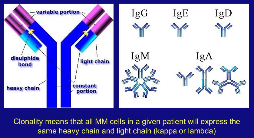 <p>-monoclonal immunoglobulins</p>