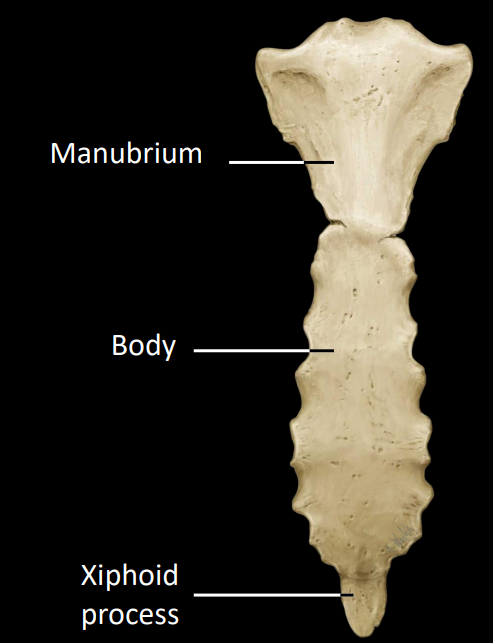 <p>manubrium</p><p>body</p><p>xiphoid</p>