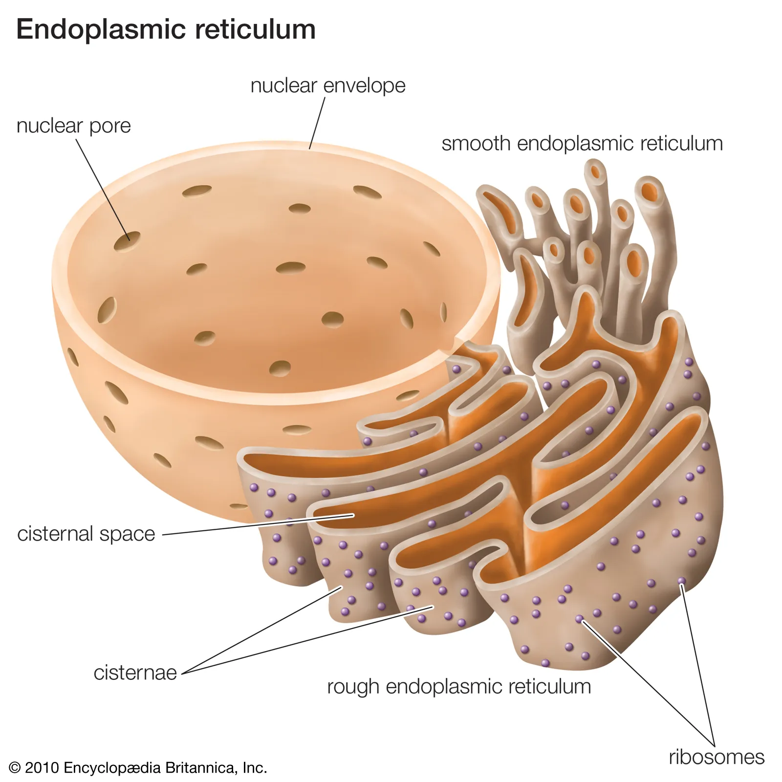 <p>A complex network of transport channels, the smooth ER is a single membrane, ribosome free and helps detox poisons, and synthesises and stores lipids &amp; steroids. Image of nucleus and ER.</p>