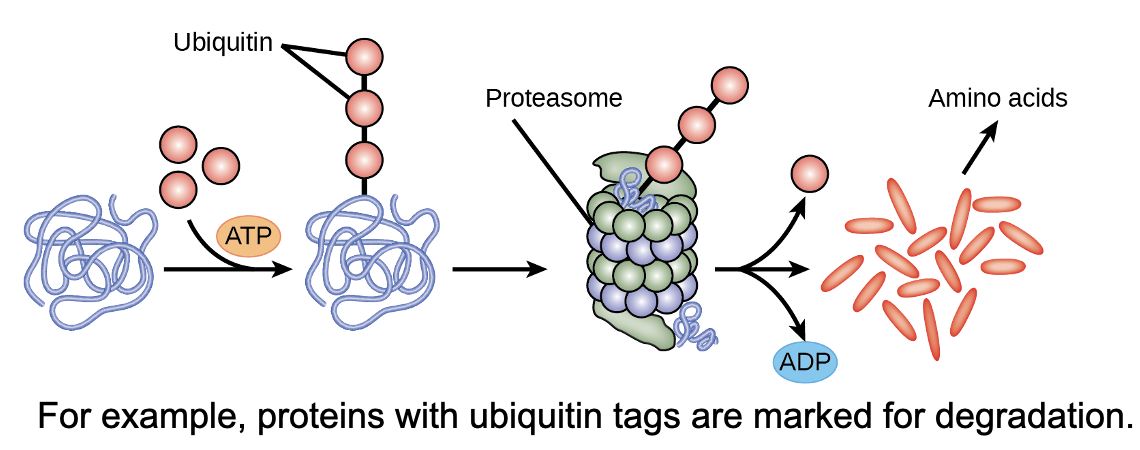 <p><mark data-color="yellow" style="background-color: yellow; color: inherit"><u>these affect protein activity:</u></mark></p><ul><li><p>can be <mark data-color="yellow" style="background-color: yellow; color: inherit">added/removed</mark></p></li><li><p>also <mark data-color="yellow" style="background-color: yellow; color: inherit">length of time they exist in cell</mark></p></li><li><p>can alter <u>epigenetic accessibility</u>, <u>transcription</u>,<u> mRNA stability</u>, or <u>translation</u></p><ul><li><p>all resulting in <mark data-color="yellow" style="background-color: yellow; color: inherit">changes in expression of various genes</mark></p></li></ul></li></ul><p></p>