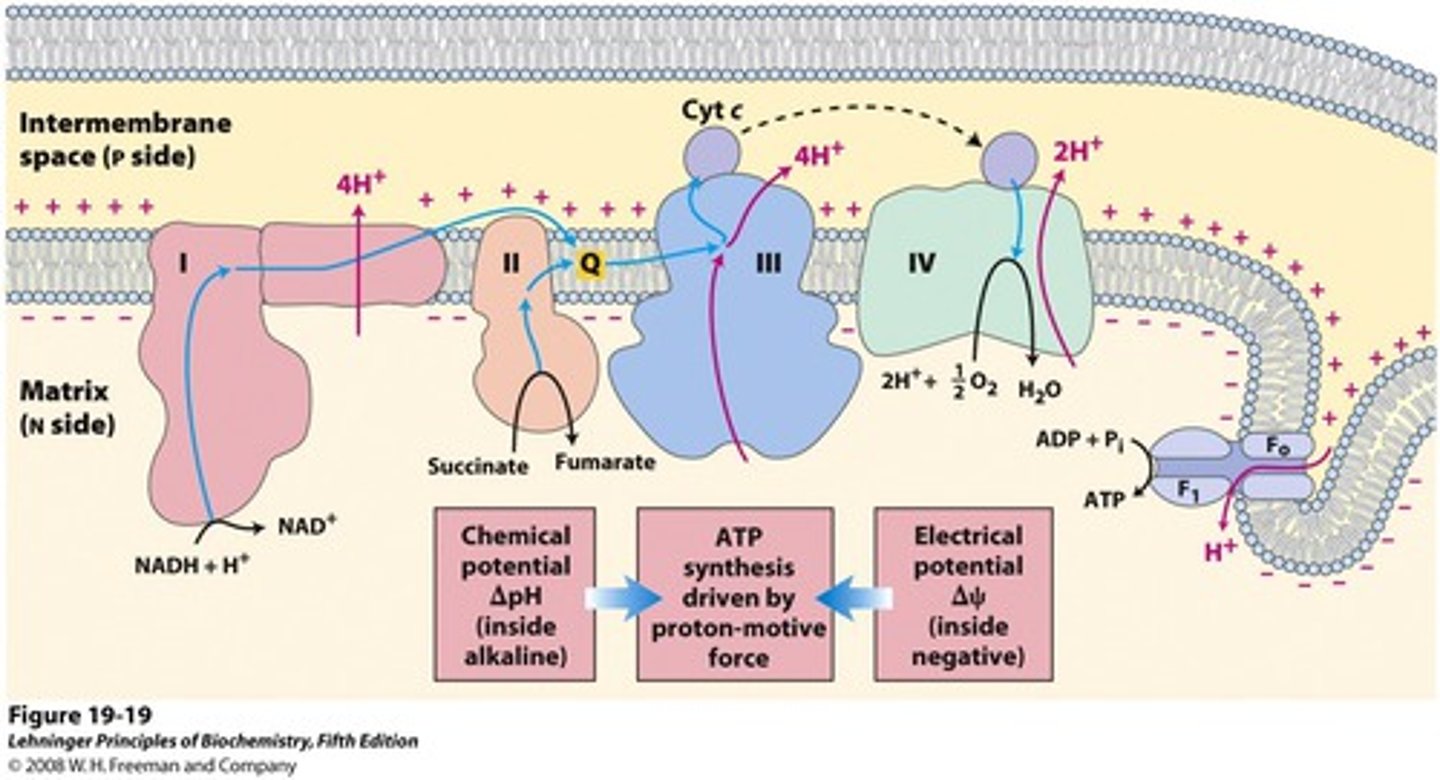 <p>(D) Inner Mitochondrial Membrane</p><p>The electron transport chain is located within the inner mitochondrial membrane.</p>