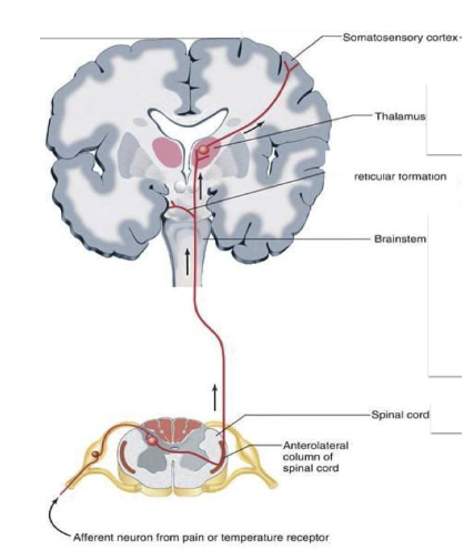 <ul><li><p>they carry sensory info from <strong>primary afferent in cord</strong> to <strong>cognitive centers</strong> <strong>in brain</strong></p></li><li><p>are <strong>myelinated,</strong> have rapid conduction velocities</p></li><li><p>run in “tracts” in <strong>white matter</strong> of the cord</p></li></ul><p></p>