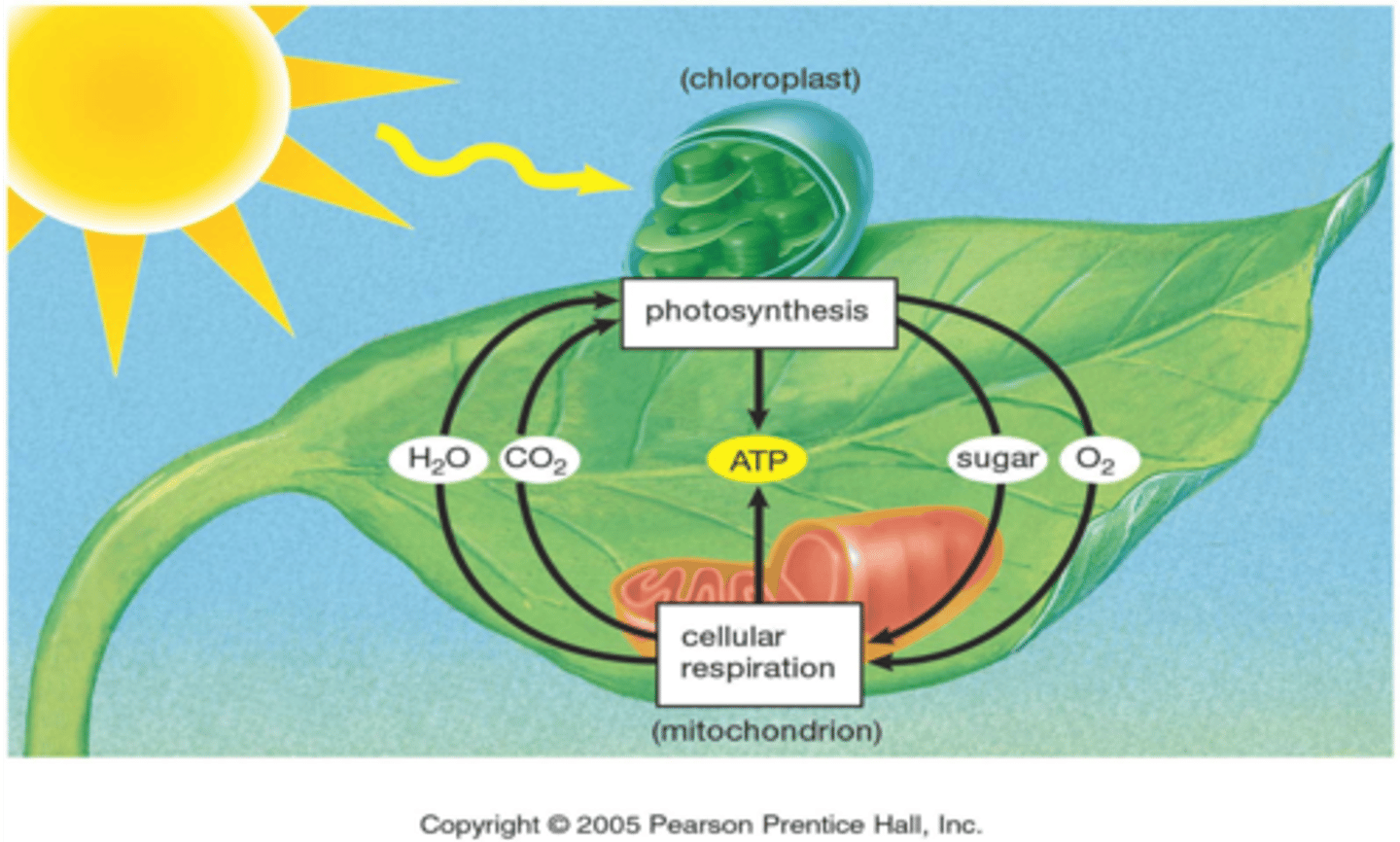 <p>Plants (photosynthesis) goes to glucose and oxygen gas goes to cellular respiration which goes to carbon dioxide and water which goes back to plants.</p>