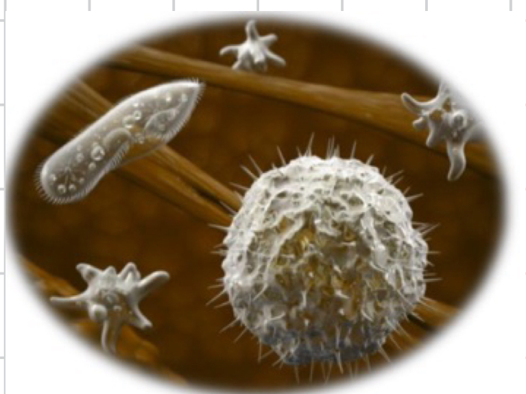 <p>Name three characteristics of Protozoa ( unicellular)</p>