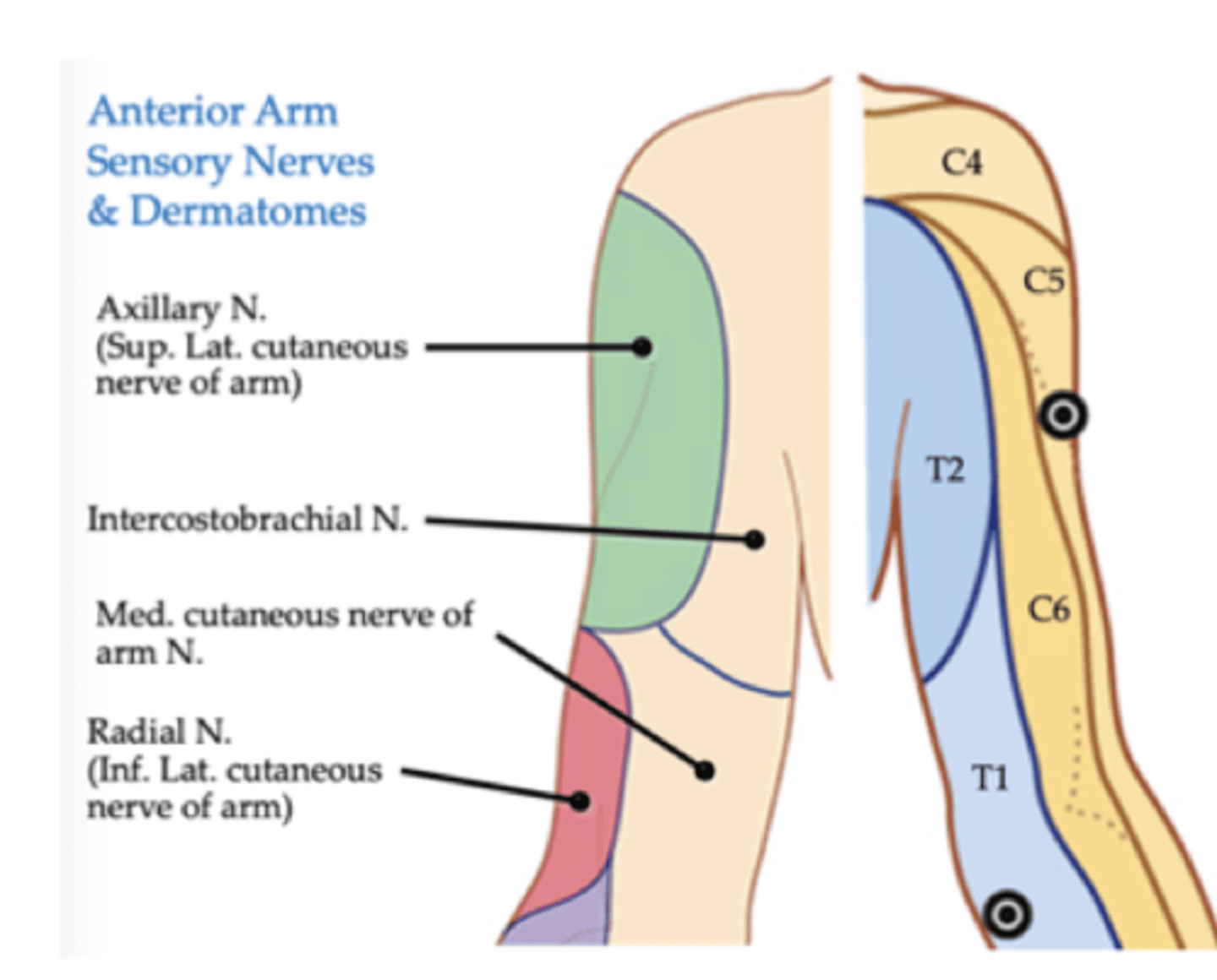 <p>This spinal nerve gives a branch that joins the medial cutaneous nerve of arm, called <strong>intercostobrachial</strong> nerve</p><p>- In CAD, pain is referred along this nerve to the medial arm</p>