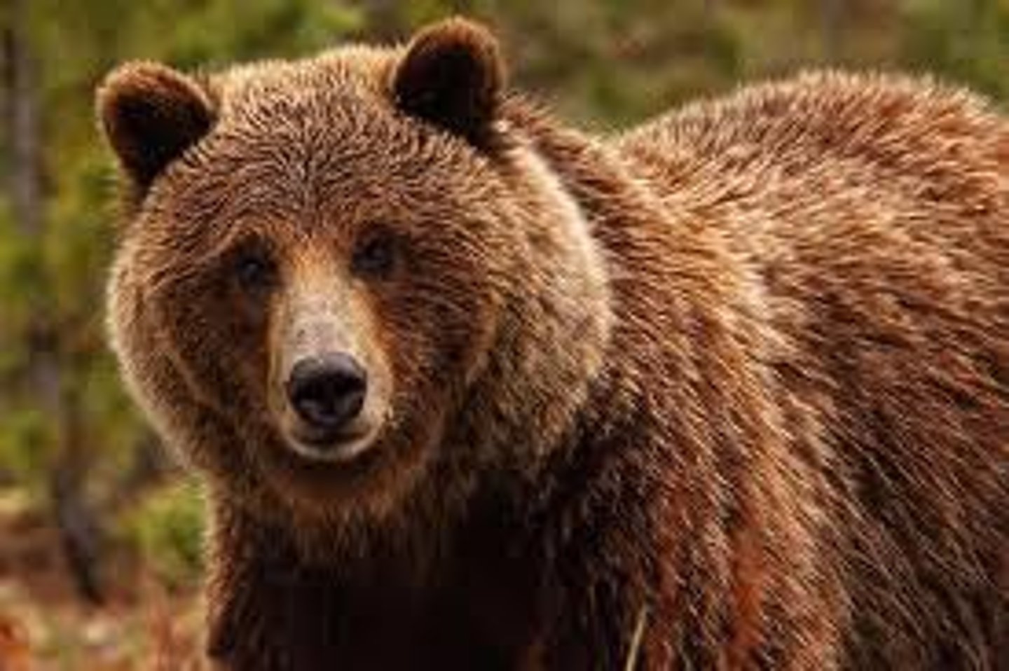 <p>bear (m)</p>