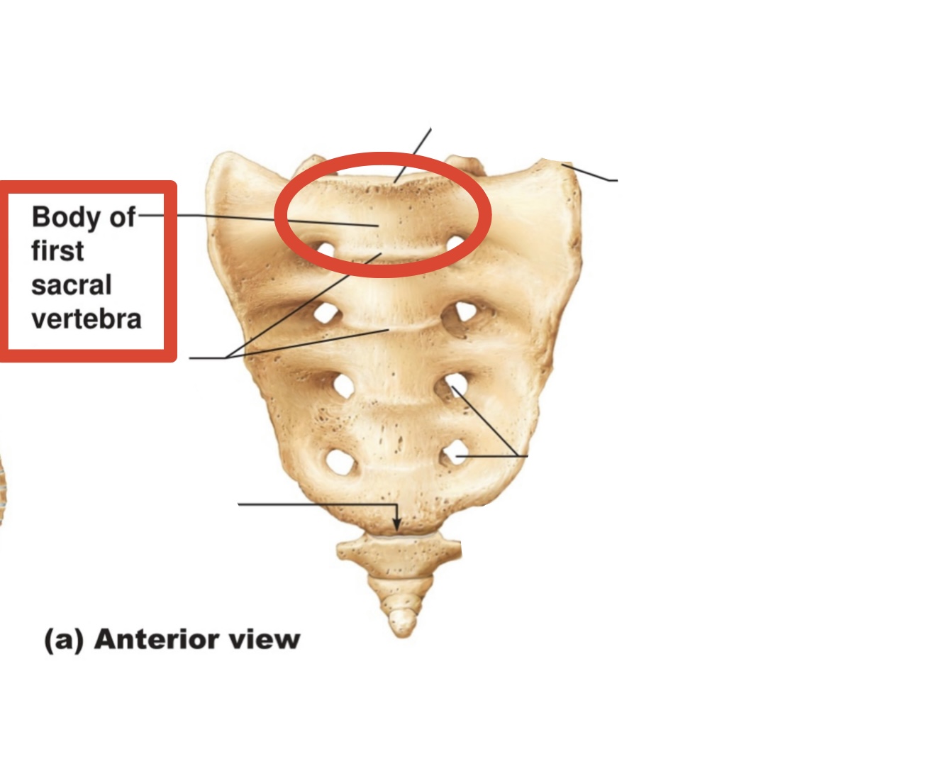 <p><span><span>Body of first sacral vertebra</span></span></p>