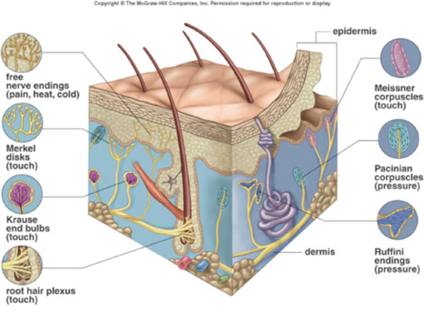 <p>Respond to stimuli arising outside body</p><p>Receptors in skin for touch, pressure, pain, and temperature</p><p>Most special sense organs</p><p>(external)</p>