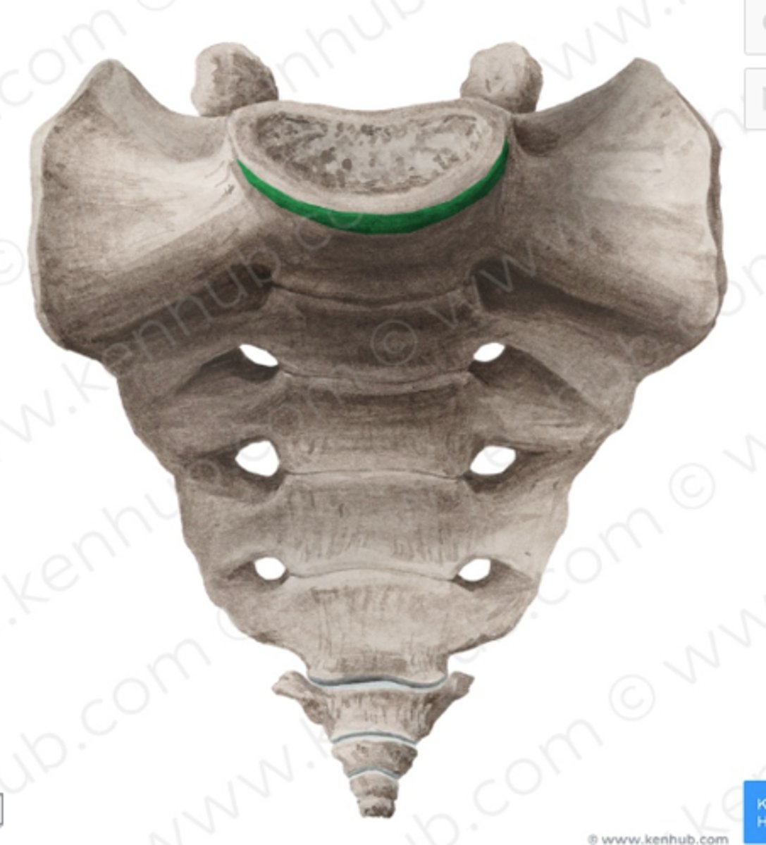 <p>främre, övre kanten av den första sakralkotan (S1) på korsbenet, där den möter femte ländkotan (L5). Denna utskjutande kant bildar en tydlig vinkel, sakralvinkeln</p>