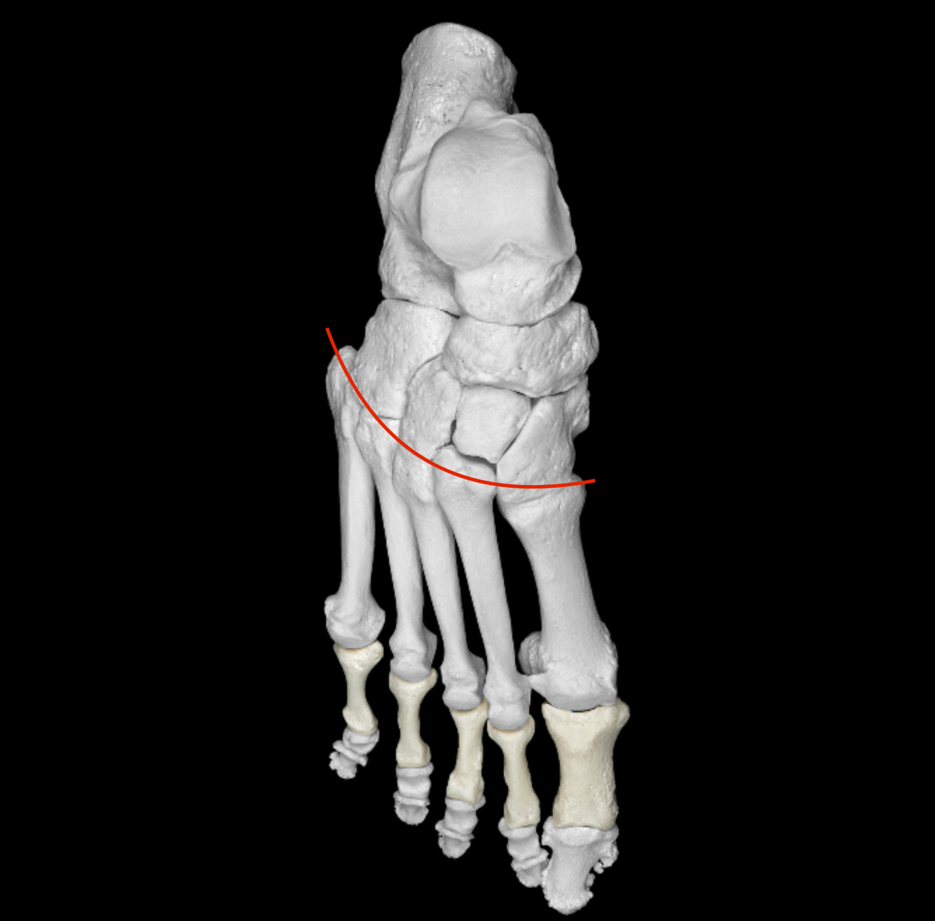<p>bend that runs horizontal between tarsals/metatarsals </p>