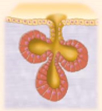 <p>What kind of gland is depicted in this image? (tube and sac-like gland with multiple ducts)</p><p>A. Simple branched tubular</p><p>B. Simple branched acinar</p><p>C. Compound tubuloacinar</p><p>D. Endocrine</p>