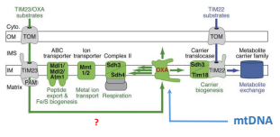 <p>Required for exporting mitochondrially-encoded proteins and matrix imported proteins for insertion in the IMM. (This plays a back up role to PAM if necessary)</p>