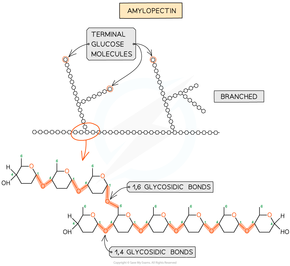 <ul><li><p><span>made of 1,4 glycosidic bonds linked α-glucose</span></p></li><li><p><span>branches are formed by 1-6 linkages</span></p></li><li><p>the branches result in many terminal glucose molecules that can be easily hydrolysed for use during cellular respiration or added to storage</p></li></ul><p></p>