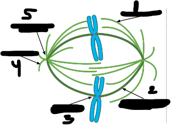 <p>label this diagram</p>