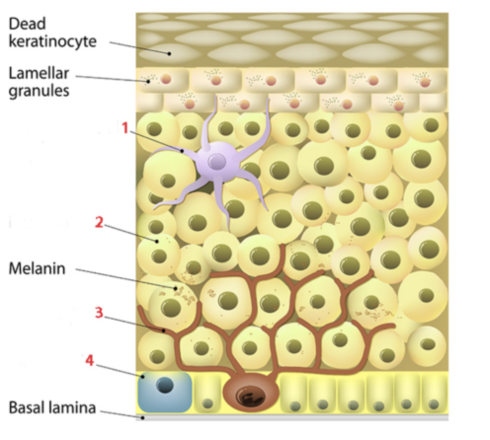 <p>Identify the cell at number 4, which is a sensory cell in epidermis?</p><p></p><p>a. keratinocyte</p><p>b. Langerhans cell</p><p>c. melanocyte</p><p>d. Merkel cell</p>