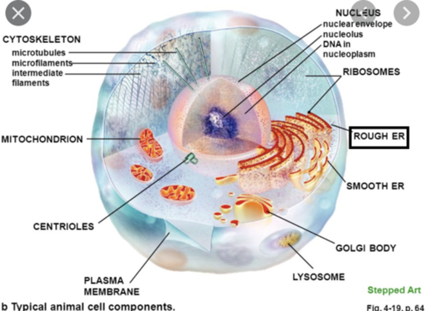 <p>has ribosomes and is a site for protein synthesis and modification</p>