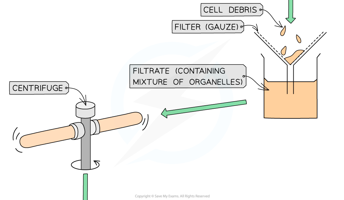 <p>The homogenate is <strong>filtered</strong> to <strong>remove large debris</strong> as these will be <strong>heavy</strong> and <strong>sink</strong> to the <strong>bottom</strong> of the test tube. </p>