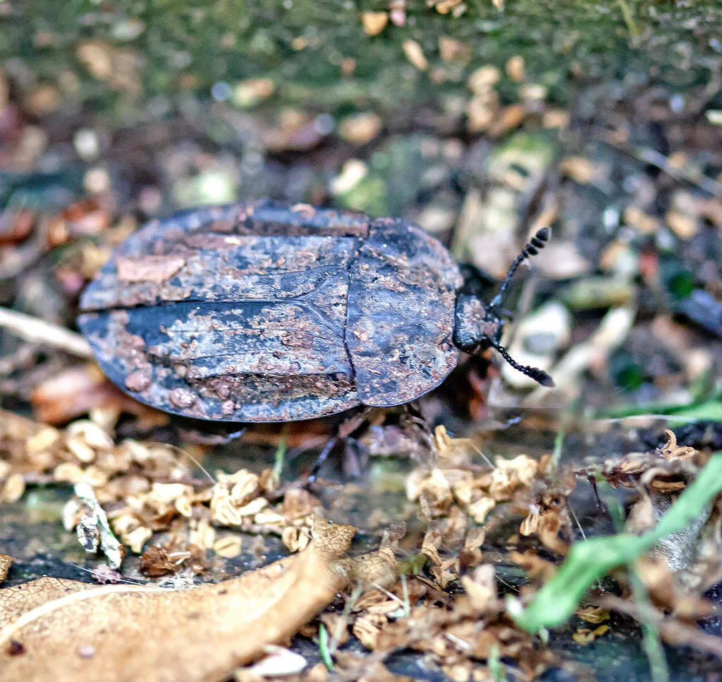 <p>Carrion beetles (Aaskäfer)</p><p>parental care &lt;3 </p>