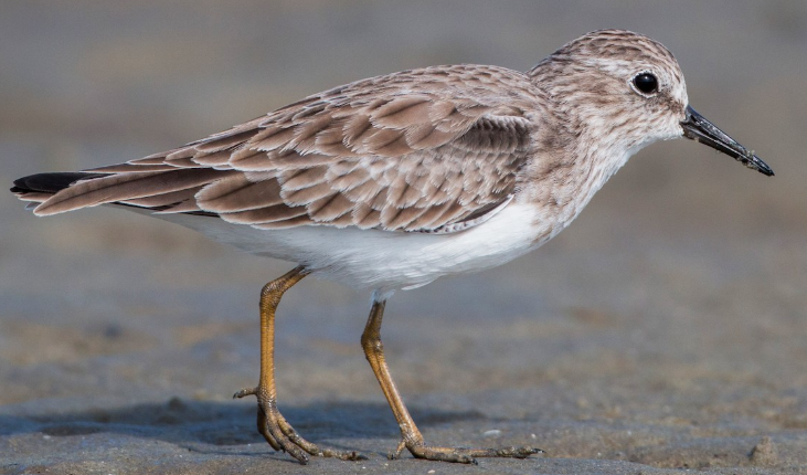 <p>What bird is this?</p>